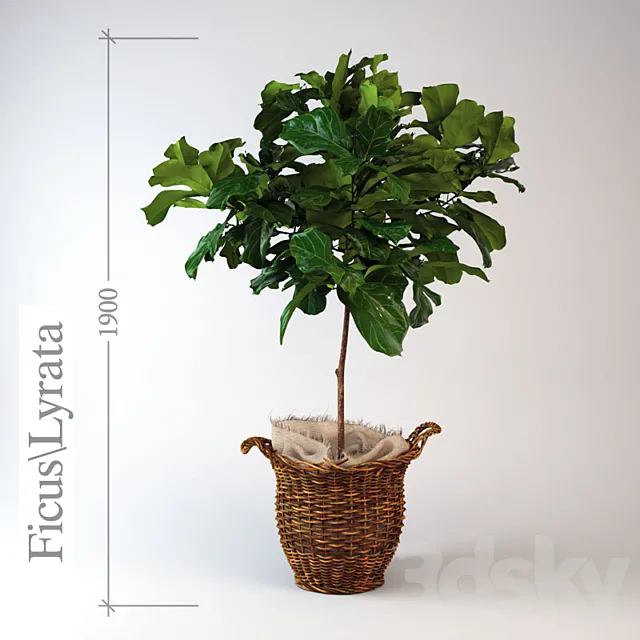 Ficus \ lyrate 3DModel
