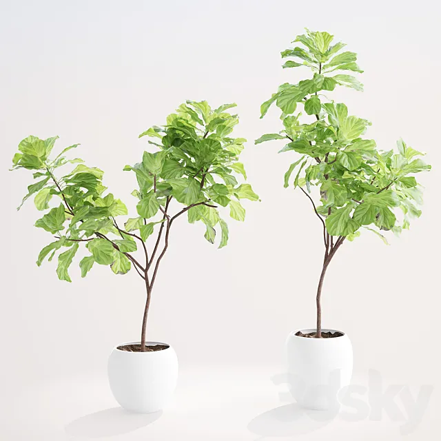 Ficus lyre 1 3DModel