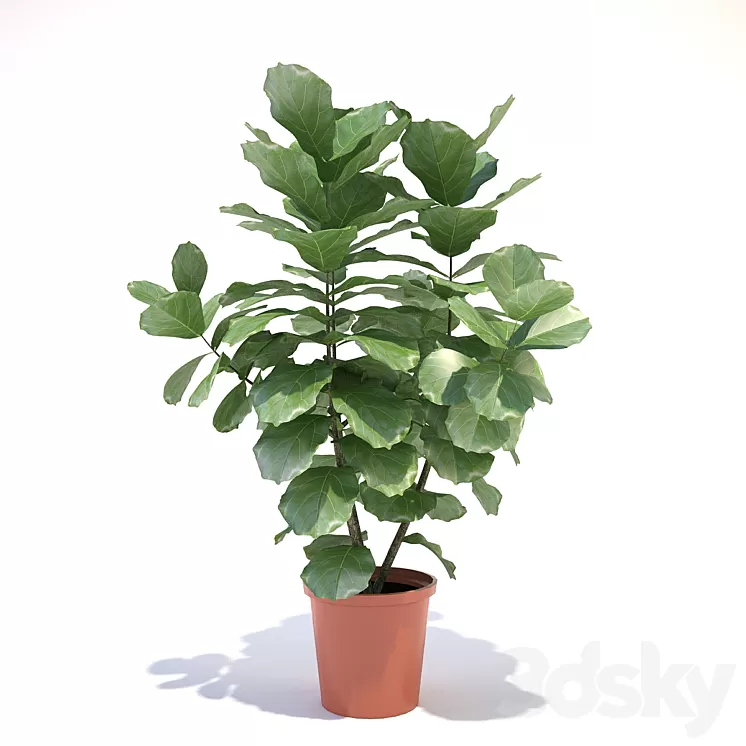 Ficus lyre 3D Model