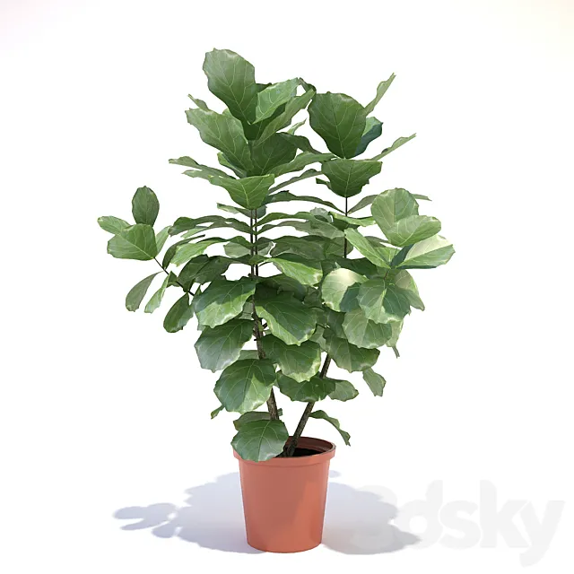 Ficus lyre 3DModel