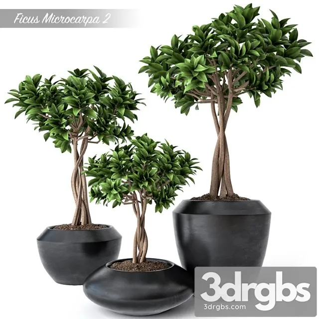 Ficus Microcarpa 2 3D Model Free
