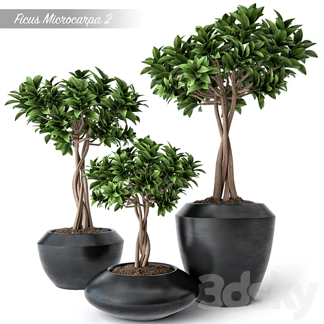 Ficus Microcarpa 2 3D Model