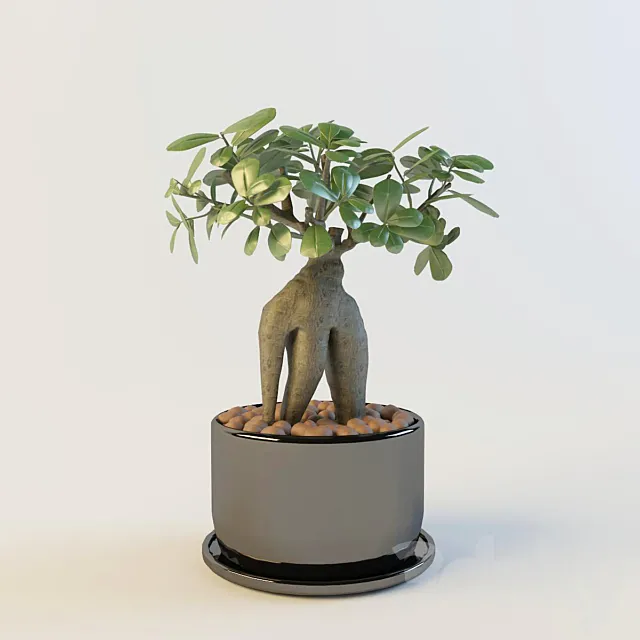 Ficus Microcarpa Free Download