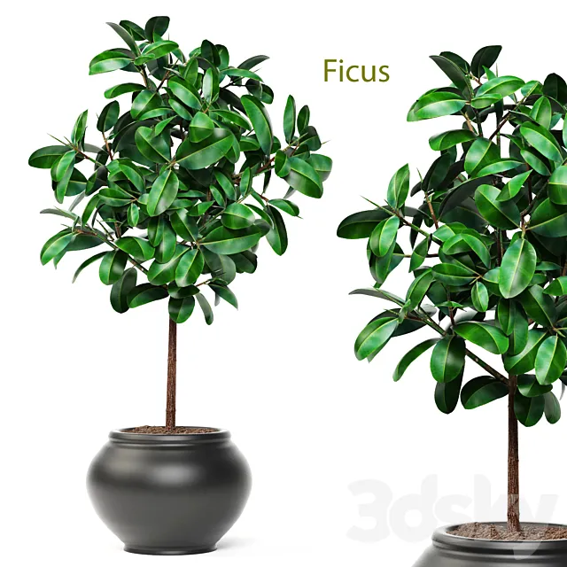 Ficus. ornamental tree. ficus. elastica. pink pot. flowerpot. interior. ficus abidjan 3DModel
