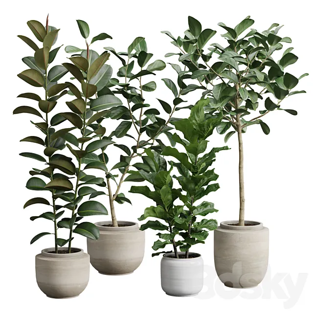 Ficus Pack 3D Model