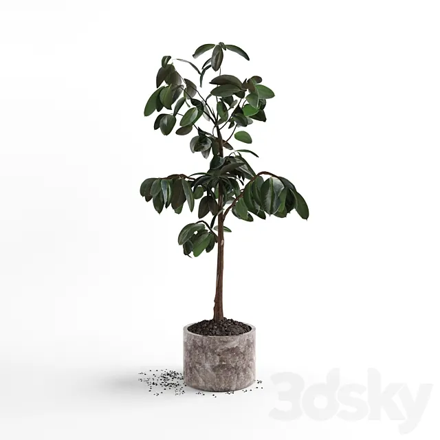 Ficus plant 3D Model