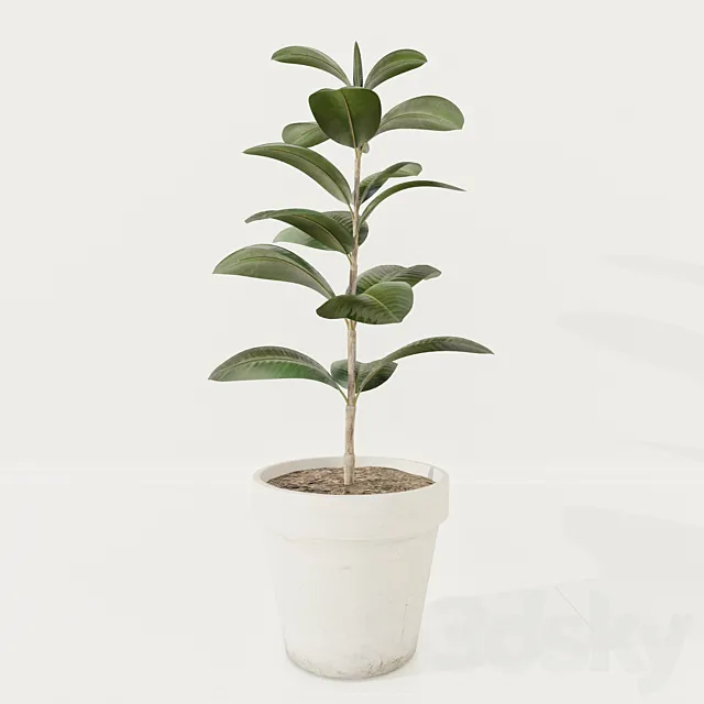 Ficus plant 3DModel