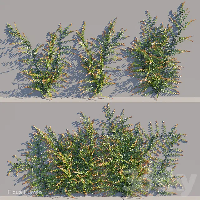 Ficus pumila climber 3DModel