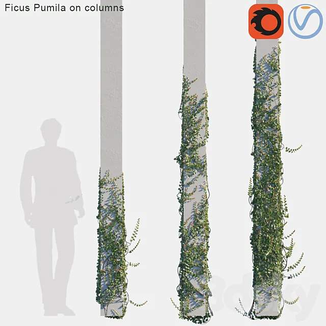 Ficus Pumila on columns # 2 3D Model