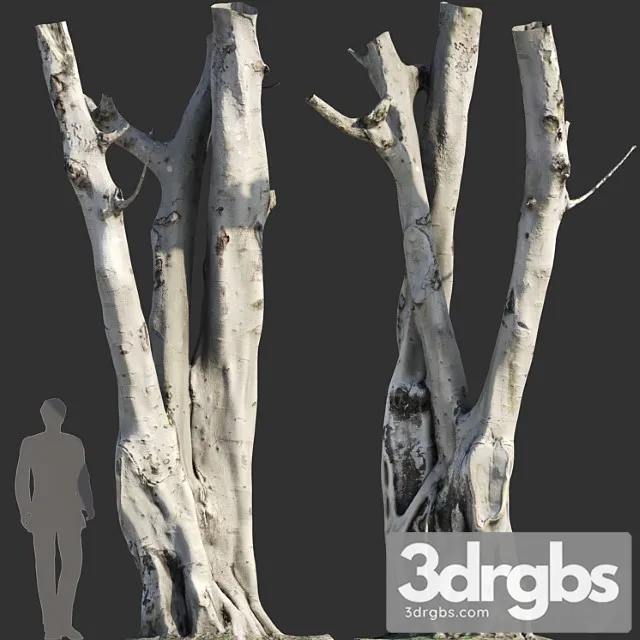 Ficus Religiosa Tree Trunk 3D Model Free