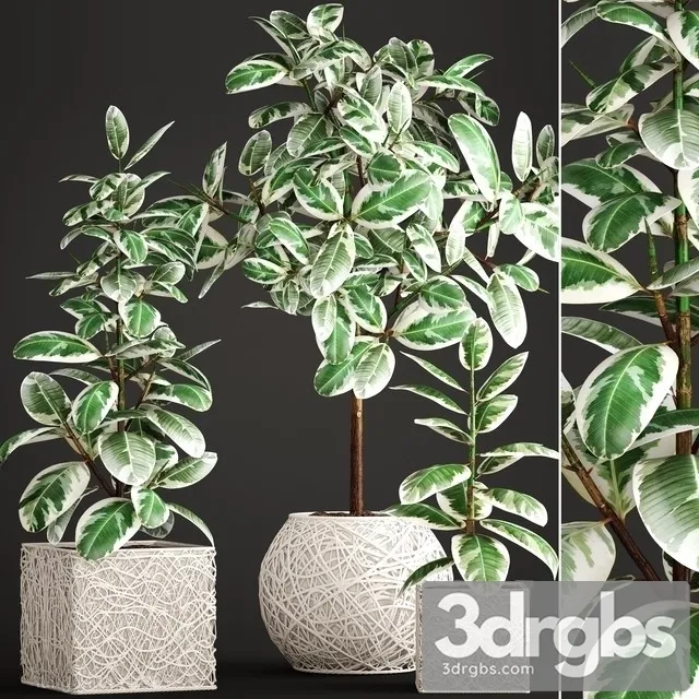 Ficus Robusta 3D Model Free