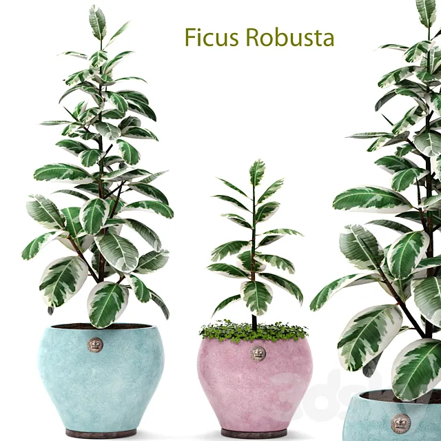 Ficus Robusta set 1. Ficus robusta elastica decorative indoor interior 3D Model