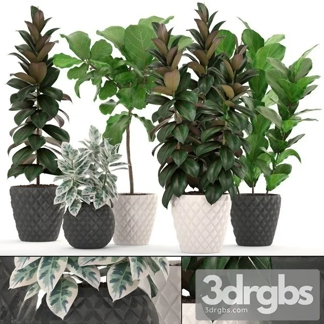 Ficus Set 1204 3D Model Free