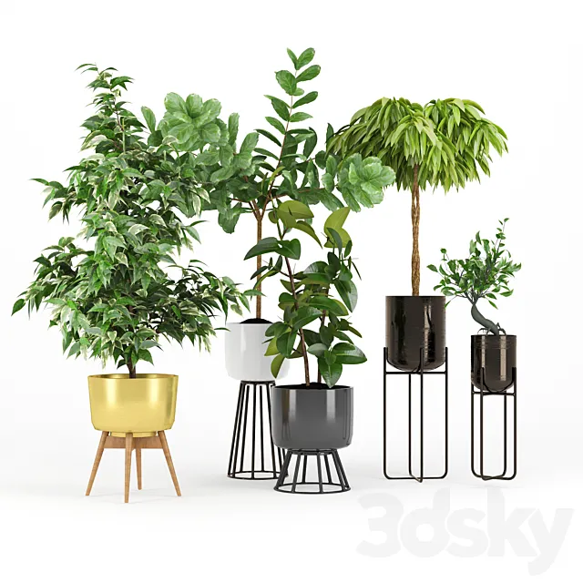 Ficus Set two 3D Model