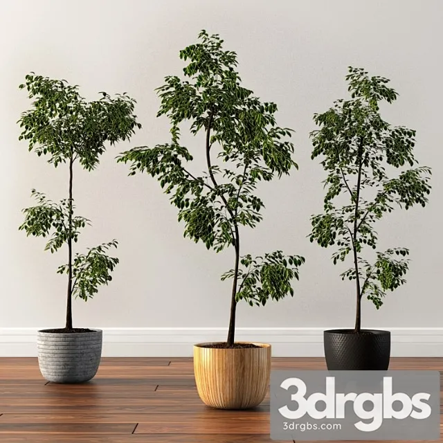 Ficus Silk Tree 3D Model Free