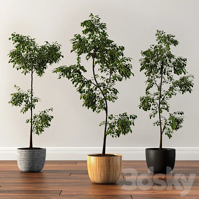 Ficus Silk Tree 3DModel
