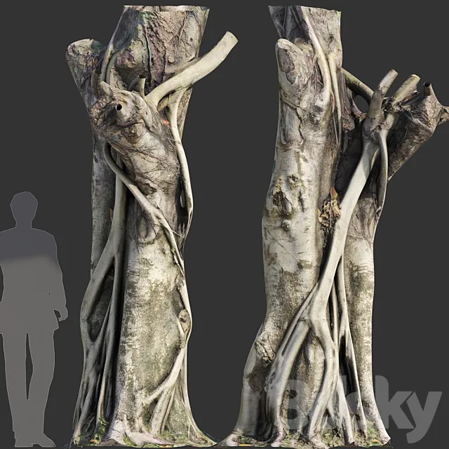 Ficus Tree Trunk 10 Free Download