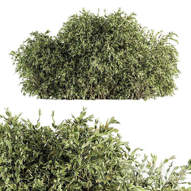 Ficuss Bush - Bush Set 13 3D Model