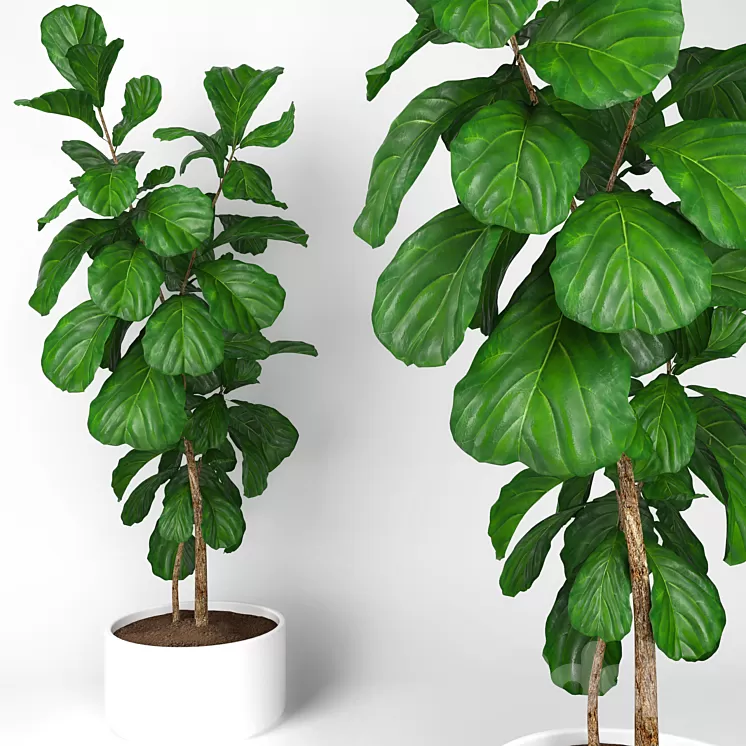 Fiddle leaf fig tree 3 3D Model