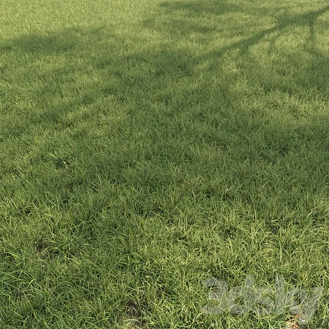 Field grass 02 3D Model