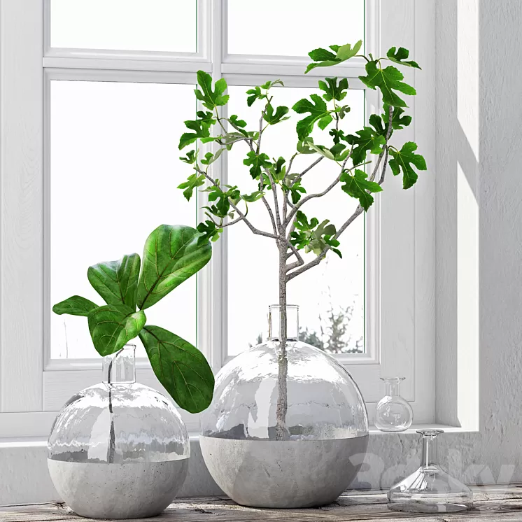 Fig Plants 1 3D Model
