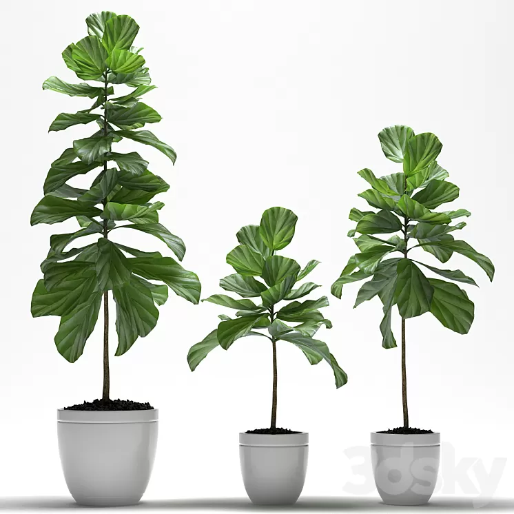 FIG PLANTS 3D Model