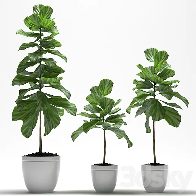 FIG PLANTS 3DModel