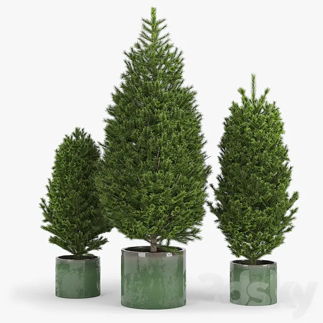 Fir tree fir 3D Model