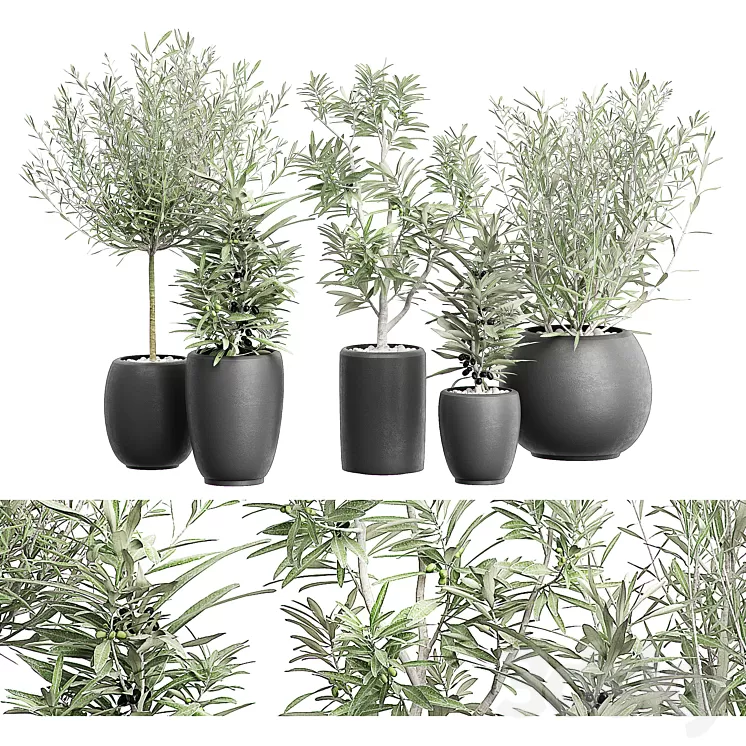 FLOWER PACK 121 3D Model