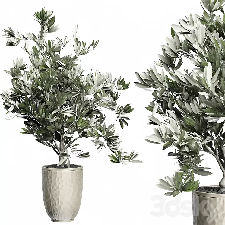 Flower Pack 123 - Olive Tree 3D Model