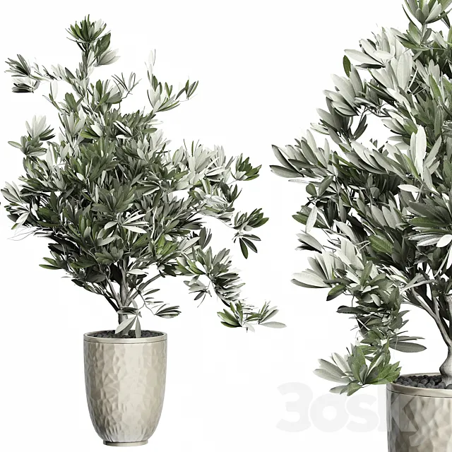 Flower Pack 123 - Olive Tree 3DModel