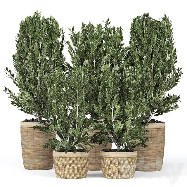 Flower Pack 195C 3D Model