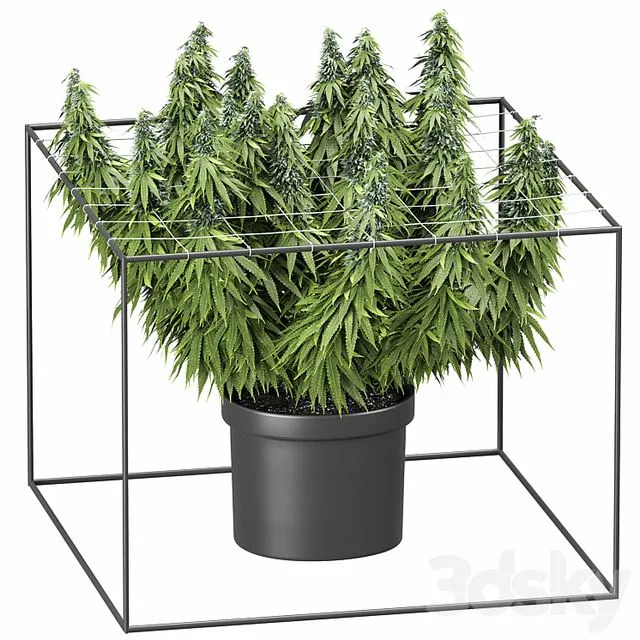 FLOWER PACK 251С Cannabis 3D Model