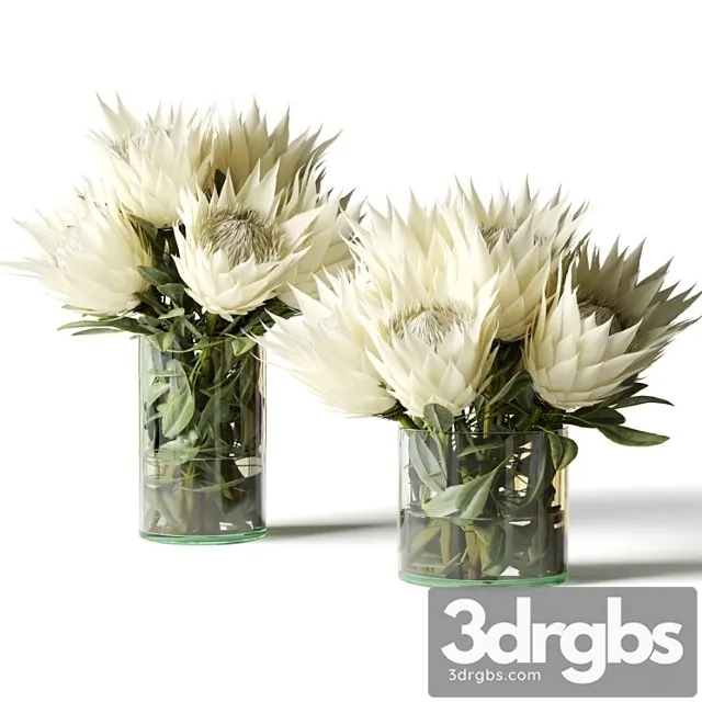 Flower Set white Proteas 3D Model Free