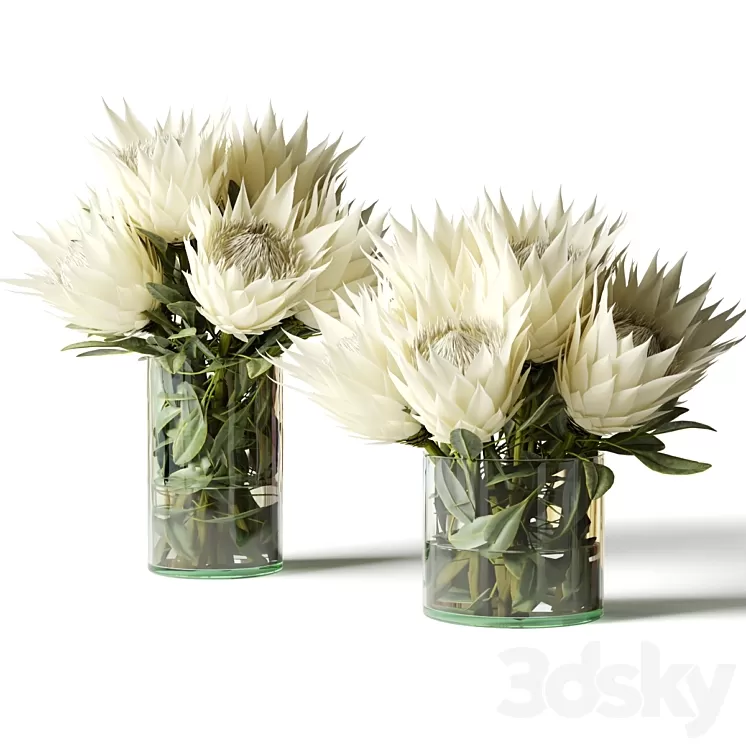 Flower Set white proteas 3D Model Free