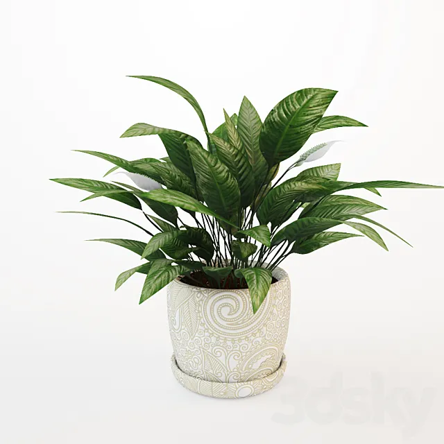 Flower spathiphyllum 3DModel