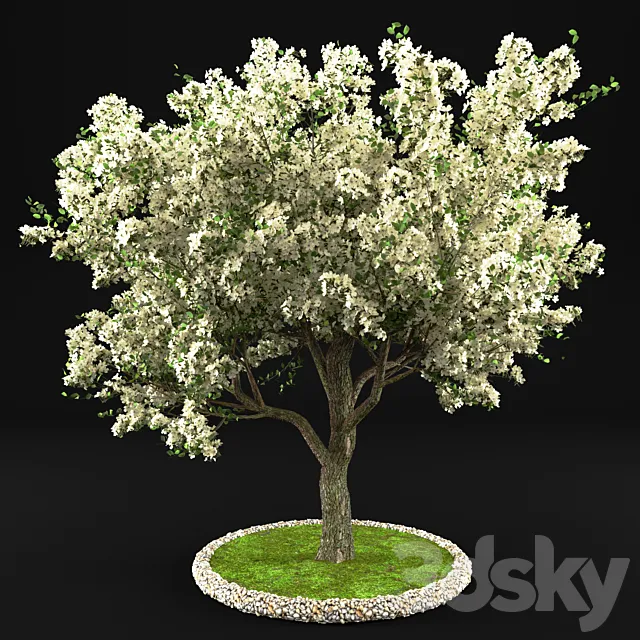 Flowering Apple Tree Free Download