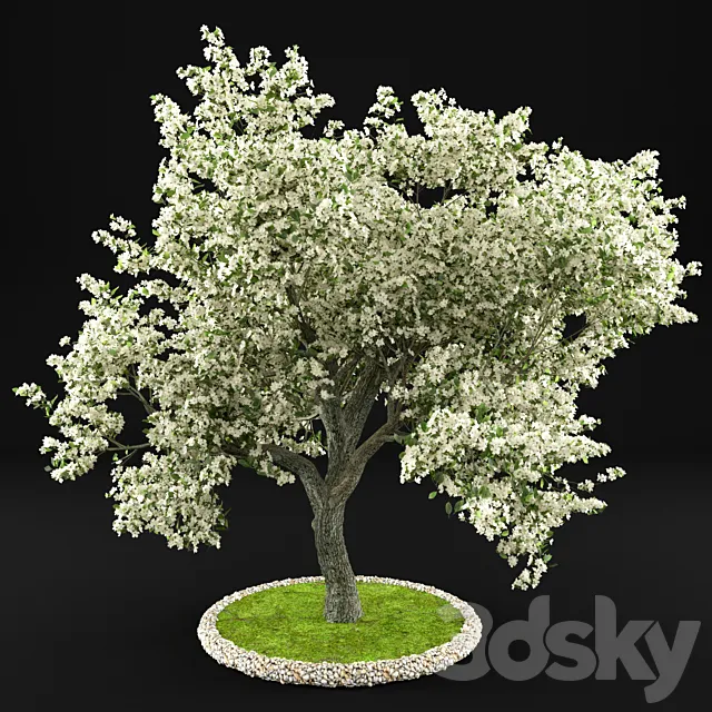 Flowering Apple Tree 3D Model