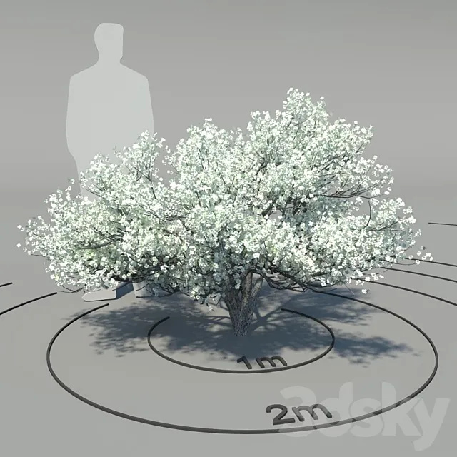 Flowering dogwood (Cornus florida) 3D Model
