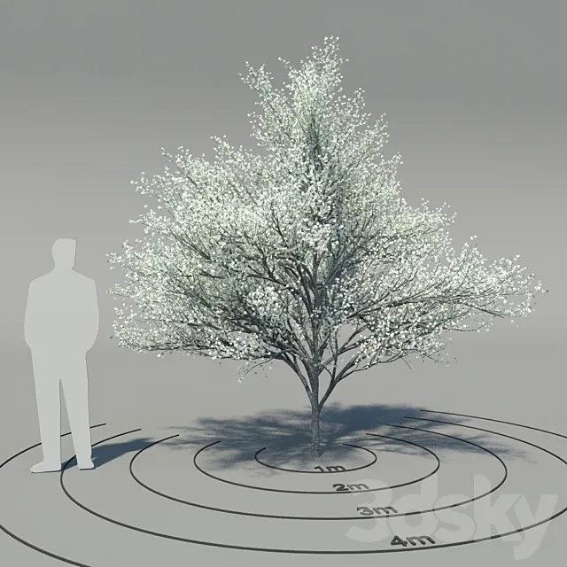 Flowering dogwood (Cornus florida) 3D Model