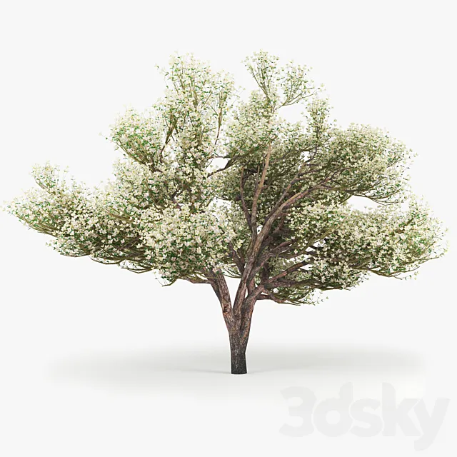 Flowering_Apple_Tree 3DModel