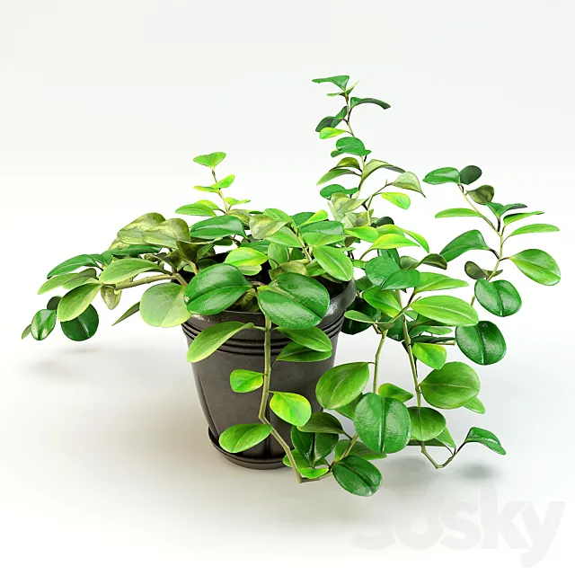 flowerpot peperomiya - Peperomia 3DModel