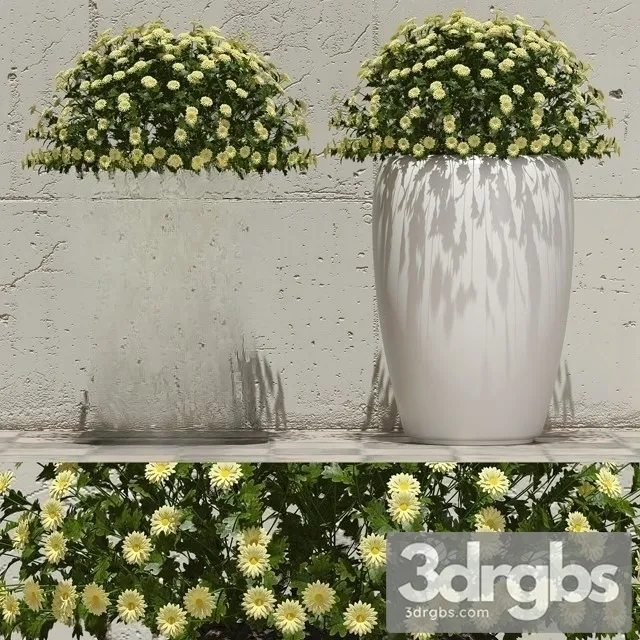 Flowers in pots 1 3D Model Free