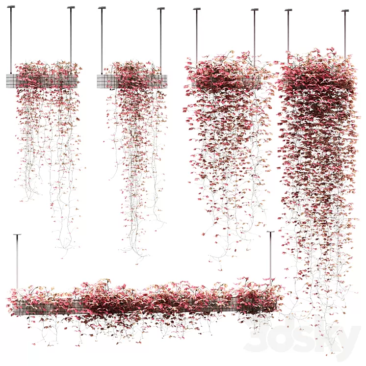 Flowers on the shelves. 5 models 3D Model