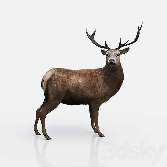 Forest deer Free Download