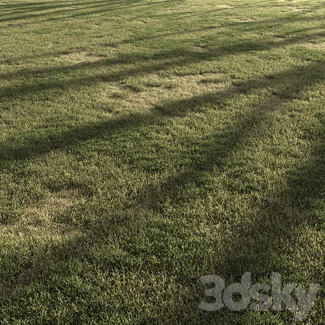 Forest Grass 3 3D Model