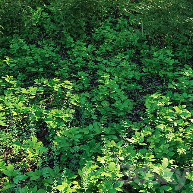 Forest grass 3D Model
