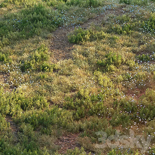 Forest grass 3DModel