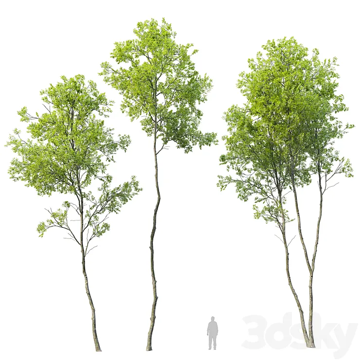 Forest trees set 04 3D Model Free
