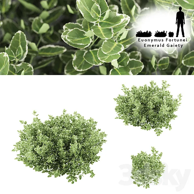 Fortescu bushes | Euonymus Fortunei Emerald Gaiety 3D Model
